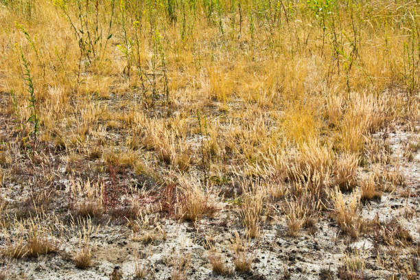 istock Dried grass on the hill 1166847395