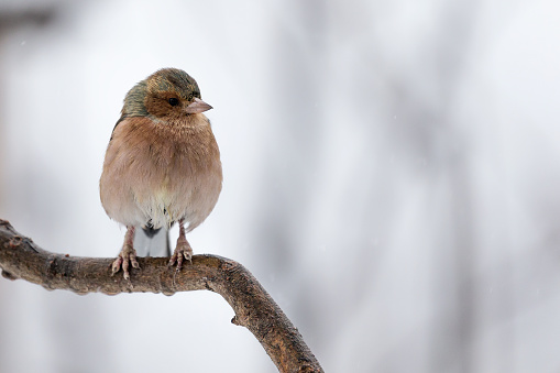 The chaffinch (Fringilla coelebs) is a common and widespread small passerine bird in the finch family. The image shows the little bird as close-up.