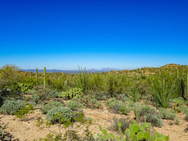 istock Desert Overlook Saguaro National Park 1166848517