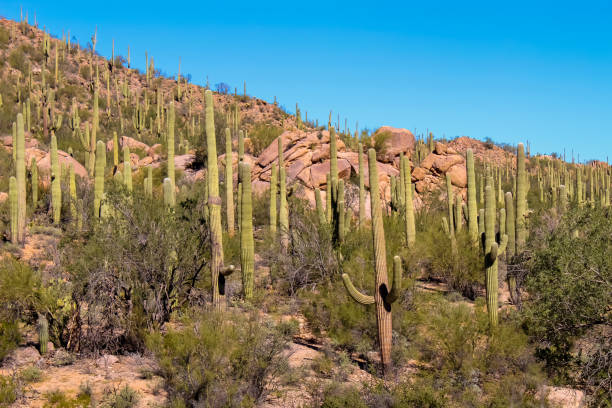istock Saguaro Cactus in Saguaro National Park 1166848566