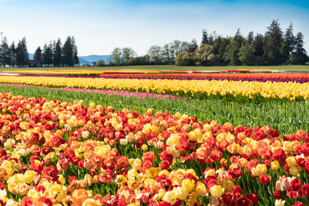 istock Bright multi-colored tulips grown in rows in a field. 1166850931