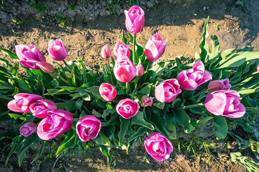 Tulips are growing in a field.