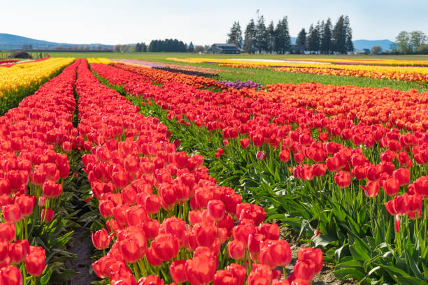 istock Broad rows of red tulips growing in a field. 1166850991