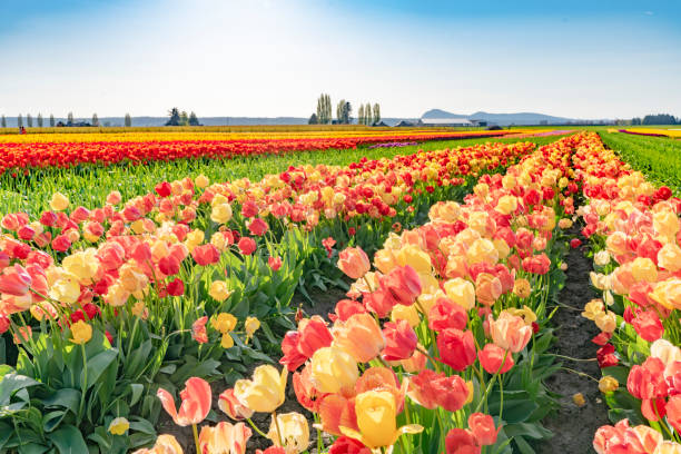 istock Beautiful bright multi-colored tulips growing in a field. 1166851056