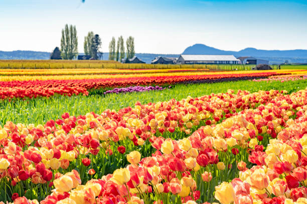 istock Vibrant orange, yellow, and red tulips grown in rows. 1166851143