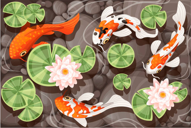 Koi Carp Swimming In A Pond With Lily Lotus With Green Leaves On  Transparent Water And Stone Bottom Flat Vector Illustration Stock  Illustration - Download Image Now - iStock