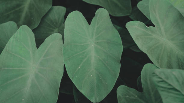 istock the green leaf nature wallpaper 1166852233
