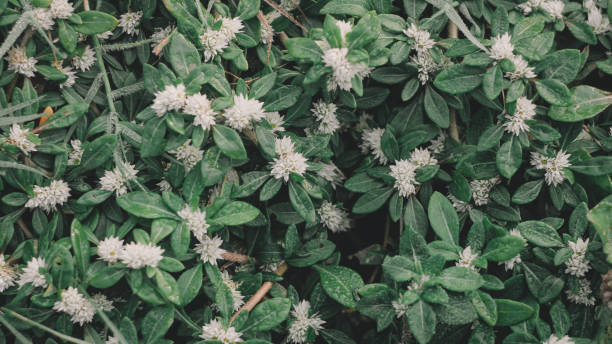 istock the green leaf nature wallpaper 1166853062