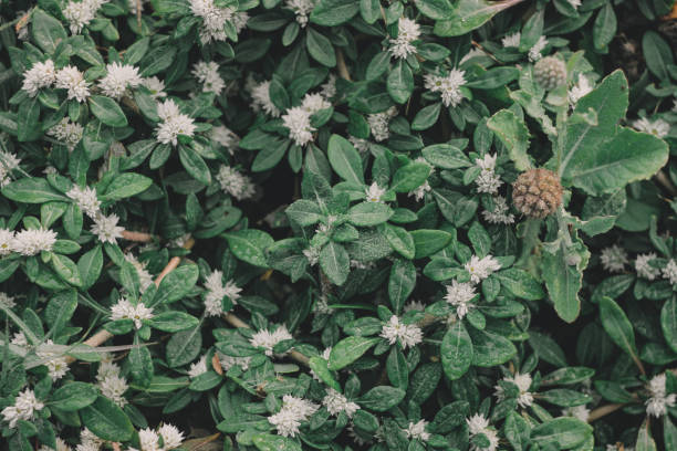 istock the green leaf nature wallpaper 1166853065