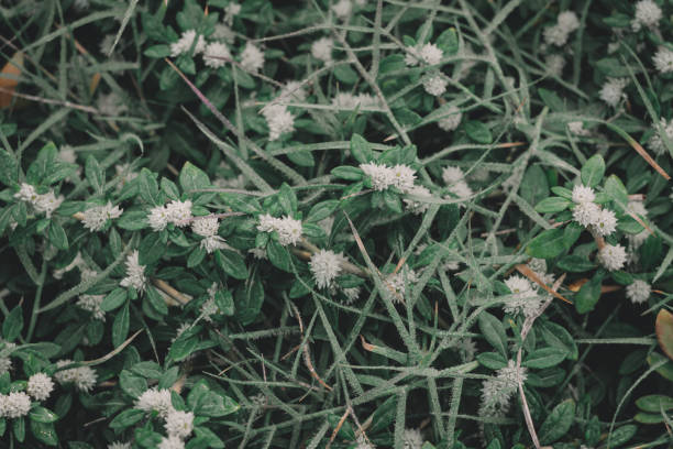 istock the green leaf nature wallpaper 1166853119