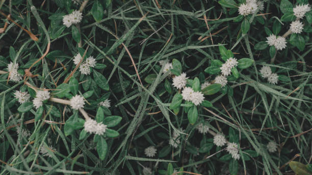 istock the green leaf nature wallpaper 1166853162