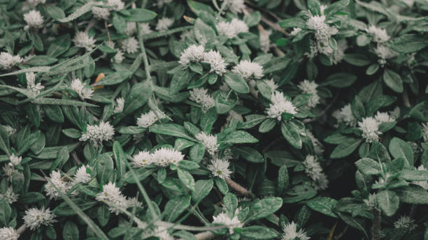 istock the green leaf nature wallpaper 1166853163