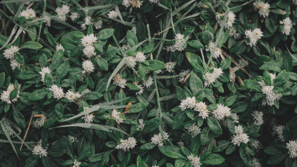 istock the green leaf nature wallpaper 1166853170