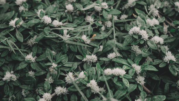 istock the green leaf nature wallpaper 1166853199