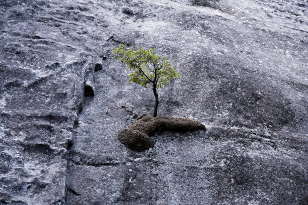 istock Plant Grows from Inside of Rock 1166853363