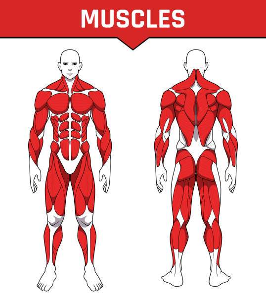 人体解剖学のトレーニング、筋肉グループの部品の前後の筋肉系.トレーニングヘルスケアジムのフラット医療スキームポスター、ベクトルイラスト - relaxation exercise exercising people group of people点のイラスト素材／クリップアート素材／マンガ素材／アイコン素材
