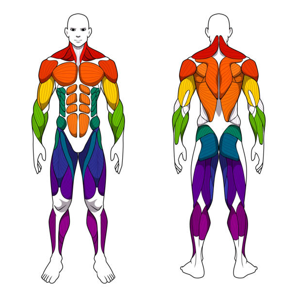 人間の体の解剖学のトレーニング, 筋肉グループの部分のフロントとバックの筋肉系.トレーニングヘルスケアジム、ベクトルイラストのフラット医療スキームポスター - relaxation exercise exercising people group of people点のイラスト素材／クリップアート素材／マンガ素材／アイコン素材