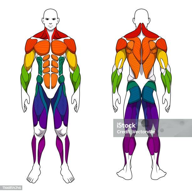 Human Body Anatomy Workout Front And Back Muscular System Of Muscle Groups  Parts Flat Medical Scheme