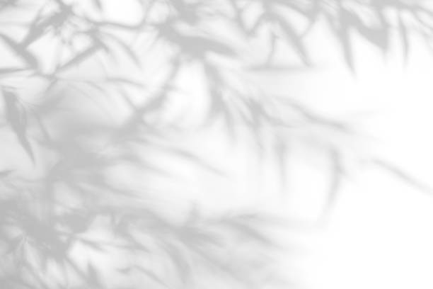 istock Gray shadow of the leaves on a white wall. 1166854276