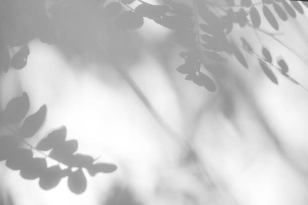 istock Gray shadow of the leaves on a white wall. 1166854278