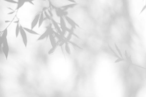 istock Gray shadow of the leaves on a white wall. 1166854285