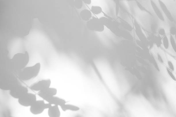 istock Gray shadow of the leaves on a white wall. 1166854294