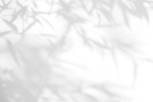 istock Gray shadow of the leaves on a white wall. 1166854296