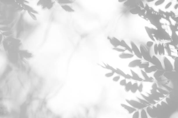istock Gray shadow of the leaves on a white wall. 1166854297