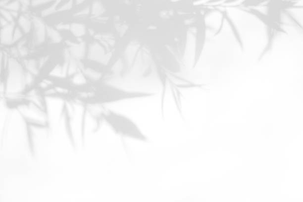 istock Gray shadow of the leaves on a white wall. 1166854298