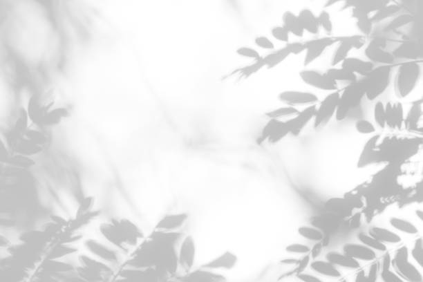 istock Gray shadow of the leaves on a white wall. 1166854317