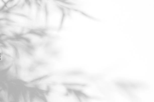 istock Gray shadow of the leaves on a white wall. 1166854318