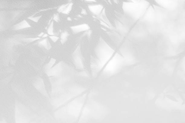 istock Gray shadow of the leaves on a white wall. 1166854319