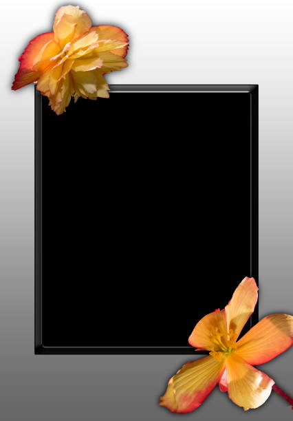 istock Beautiful Quebec flowers 1166854401