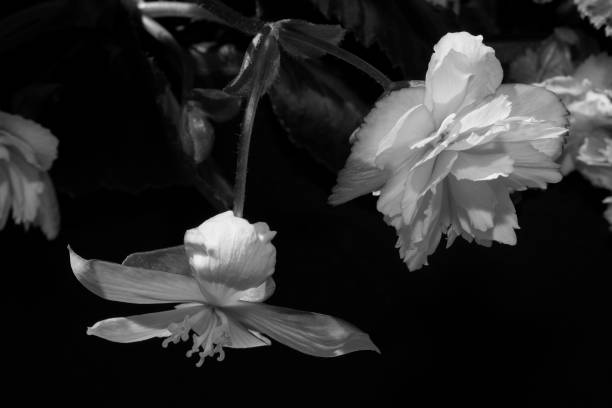 istock Beautiful Quebec flowers 1166854414