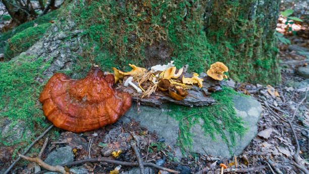 Assortment of wild mushrooms; Reishi Mushrooms,Chanterelles, Coral mushrooms at the base of a tree. Pagan altar under an old growth tree stock photo