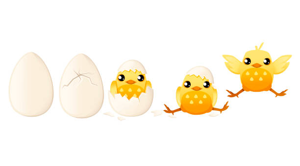 verarbeiten baby huhn schlüpfen aus dem ei cartoon tier design flache vektor-illustration auf weißem hintergrund - chicken baby chicken animal egg animal stock-grafiken, -clipart, -cartoons und -symbole