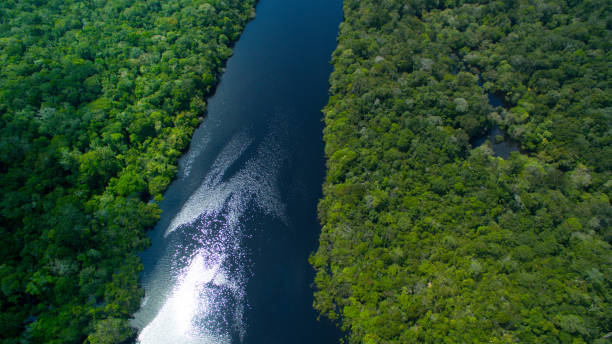 fleuve d'amazone au brésil - rainforest brazil amazon river amazon rainforest photos et images de collection