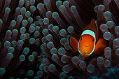 Clownfish anemonefish in tropical saltwater coral garden Amphiprion percula