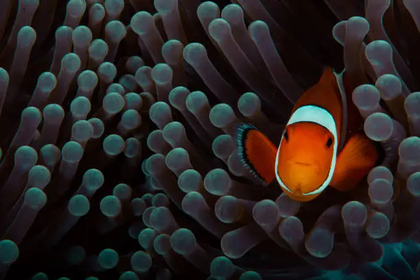 Clownfish anemonefish in tropical saltwater coral garden Amphiprion percula Indonesia
