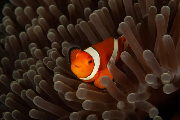 Clownfish anemonefish in tropical saltwater coral garden Amphiprion percula Indonesia