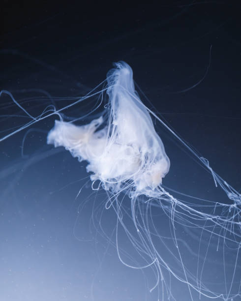 istock sea nettle jellyfish with long tails 1166857014