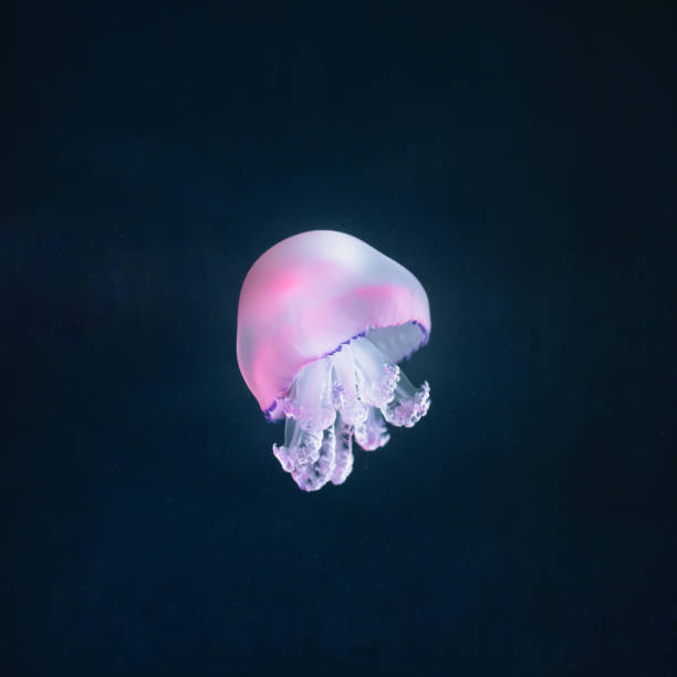 istock purple jellyfish rhizostoma pulmo underwater 1166857057