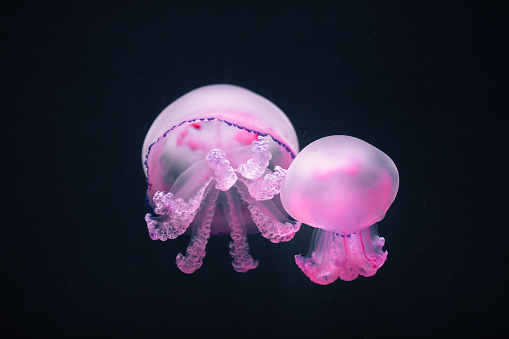 two purple jellyfish rhizostoma pulmo underwater, close-up view