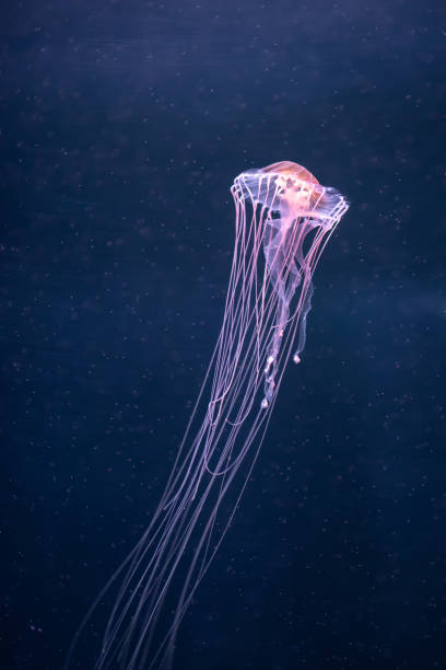 istock glowing jellyfish chrysaora pacifica underwater 1166857171