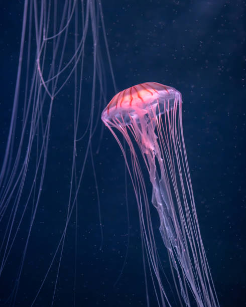 istock glowing jellyfish chrysaora pacifica underwater 1166857255