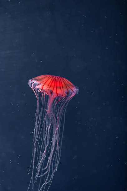 istock glowing jellyfish chrysaora pacifica underwater 1166857999