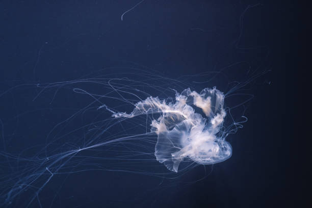 istock sea nettle jellyfish with long tails 1166858110