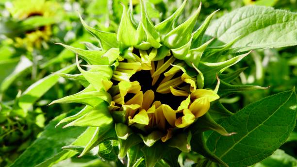 istock Sunflowers in the summer sun 1166858723