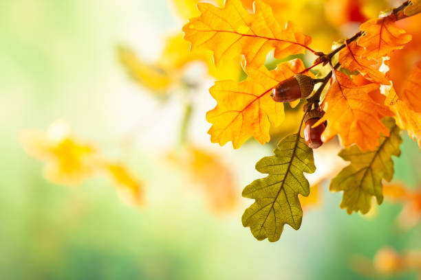 feuilles jaunes d'automne de chêne dans le stationnement d'automne. - autumn oak tree sun photos et images de collection