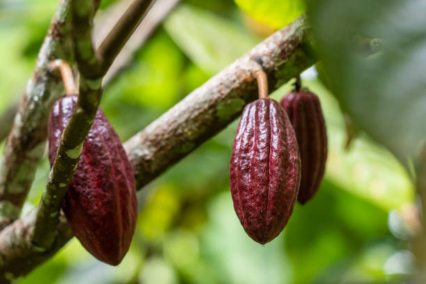 istock Red cocoa bean on the tree in Indonesia 1166859732